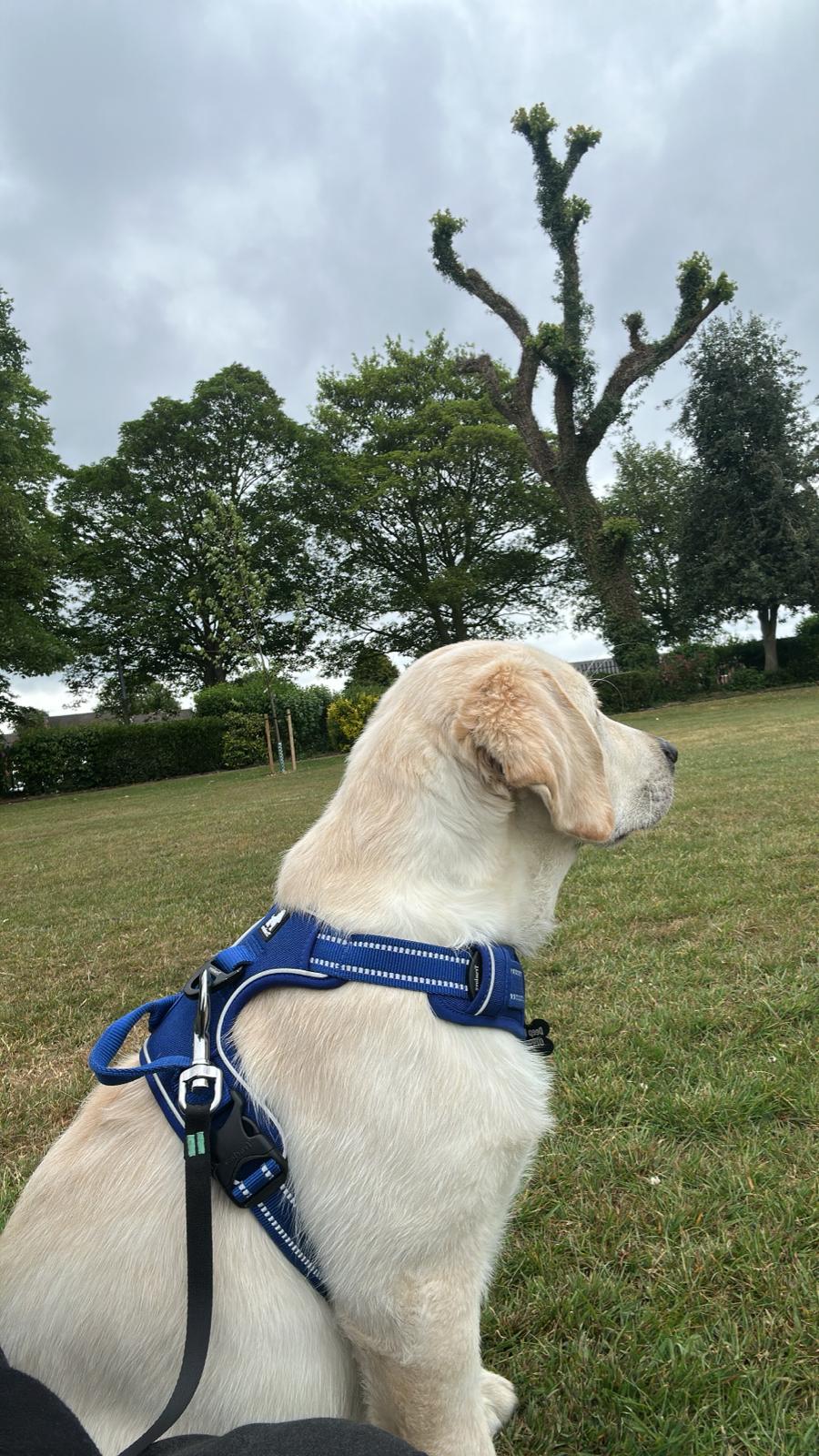 A dog enjoying a calm outdoor walk