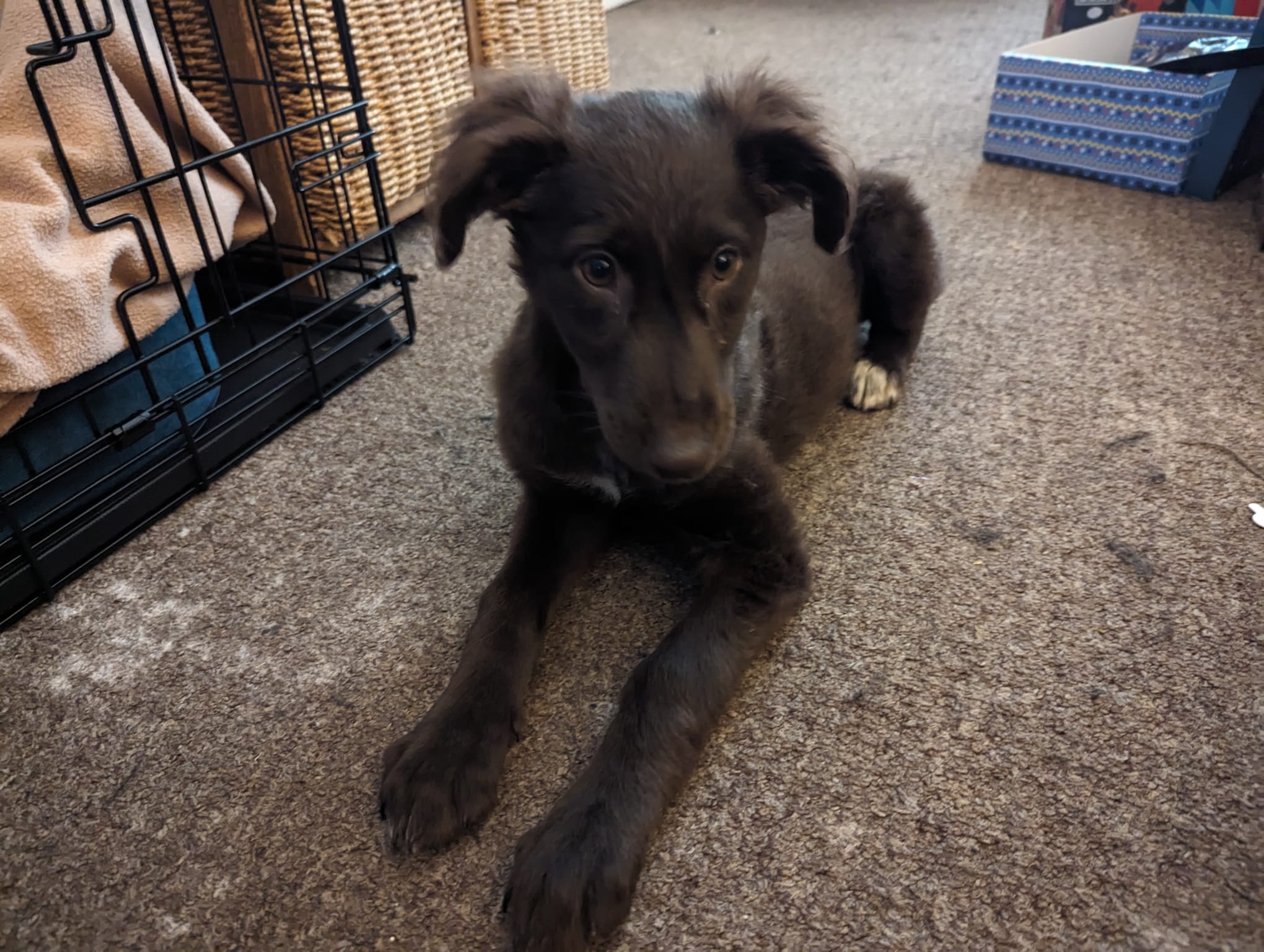 A young puppy resting at home
